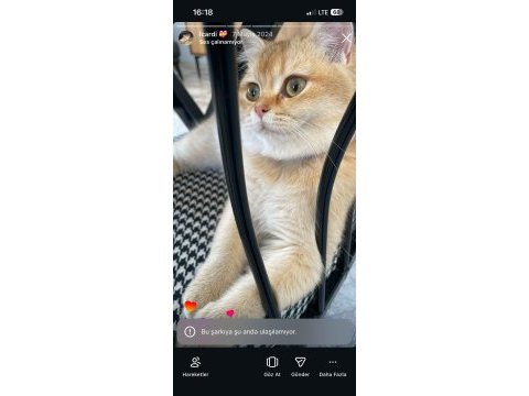Golden by 11 british shorthair