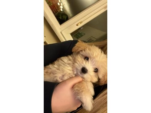 Bebek maltipoo 2,5 aylık