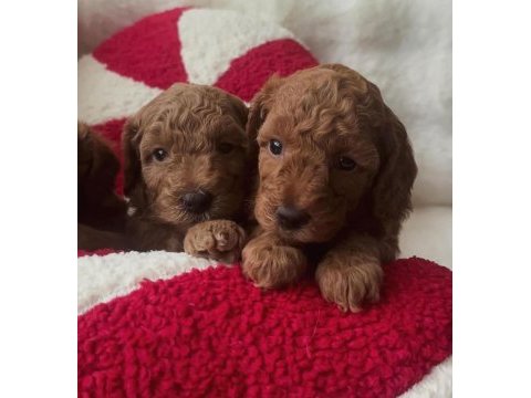 45 günlük poodle kahverengi bebekler