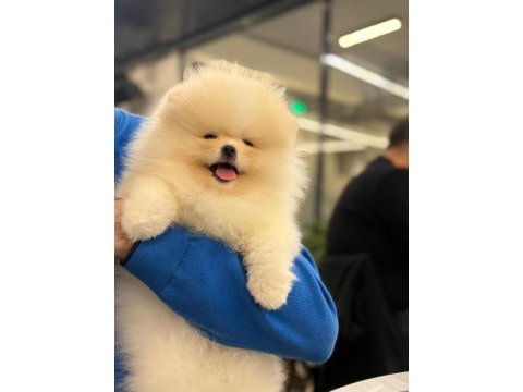 Ayı surat pomeranian isteyenler