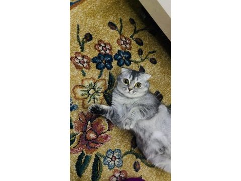 2 tane tatlı tatlı kedimiz biri erkek biri dişi