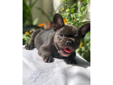 A kaliteli zeki oyuncu egzotik french bulldog yavrularım