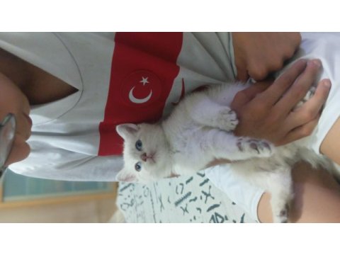 Sevimli kedicikler