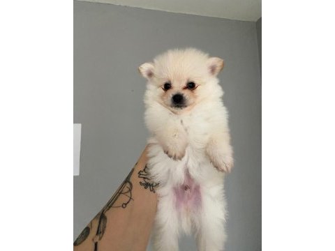 Pomeranian yavrular