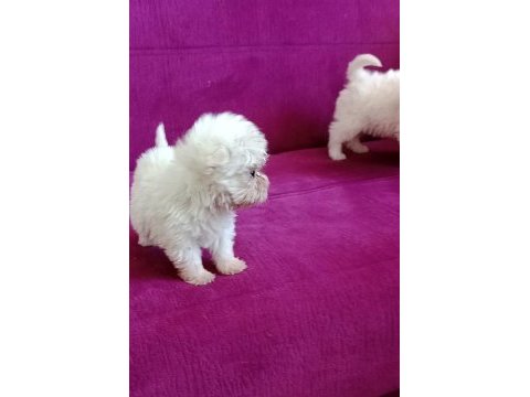 Teacup maltese yavrumuz