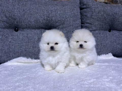 Kar beyaz güzellikler pomeranian yavrularımız