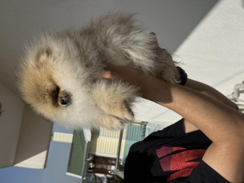 Orijinal renk orange pomeranian boo yavrumuz