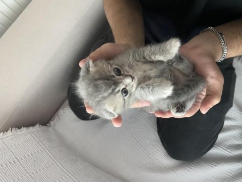 Minik scottish fold yavrumuz
