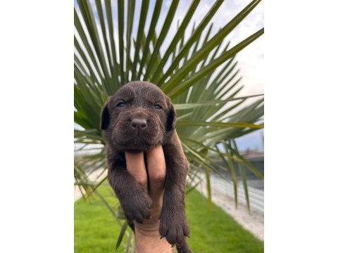 Toy poodle yavrular
