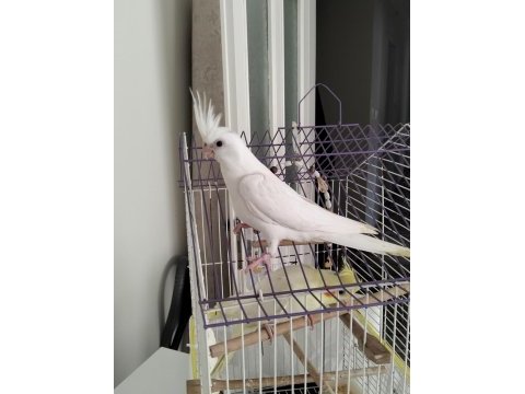 45 günlük albino yavru sultan papağanı