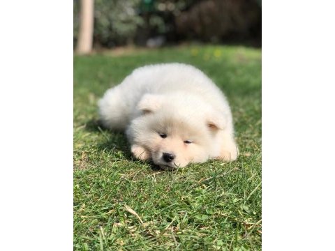 %100 safkan beyaz akita yavruları