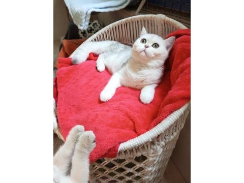 Safkan aşılı bakımlı yavru catteryden kedimiz