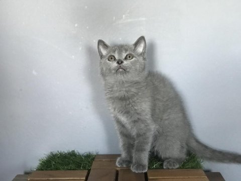 Dişi british shorthair kedimiz yeni ailesini arıyor