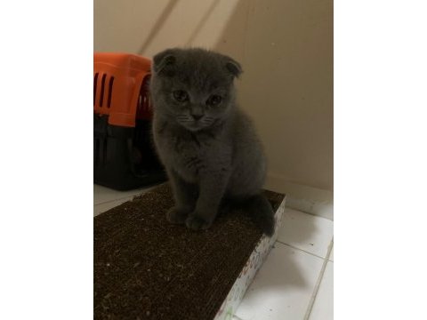 4 aylık gri scottish fold dişi a kalite yavru
