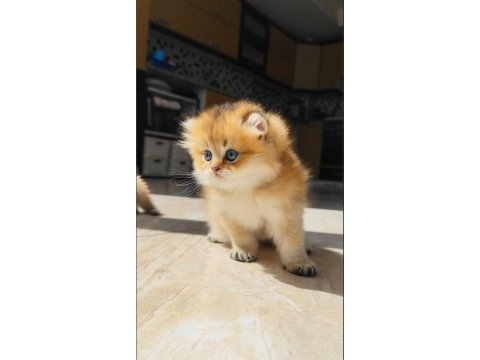Küçük british longhair aslana yuva arıyoruz