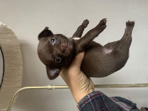 Teacup dişi şivavalarım yeni yuvasını arıyor