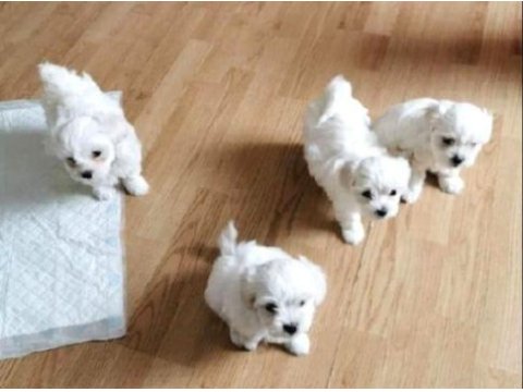 Mini boy maltese yavrularım 