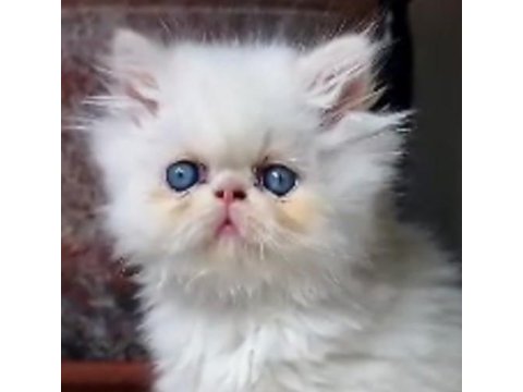 Oyuncu iran persian yavrular