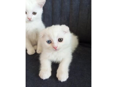 Pofuduk scottish fold white