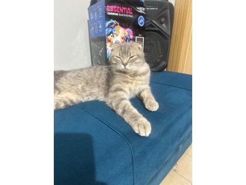 Scottish fold 7 aylık dişi