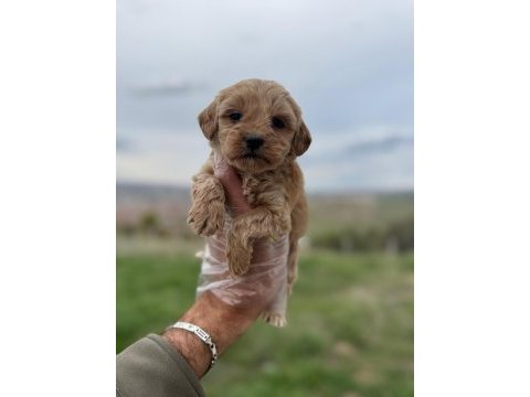 Türkiyenin en güzeli maltipoo köpeği