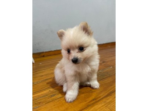 Pomeranian yavrular