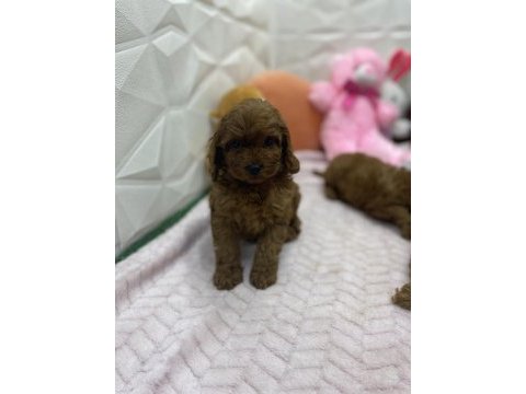 Erkek dişi üst kalite maltipoo köpekler