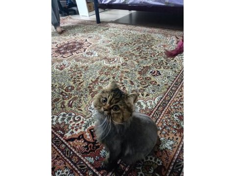 Chinchilla oğlumuza eş