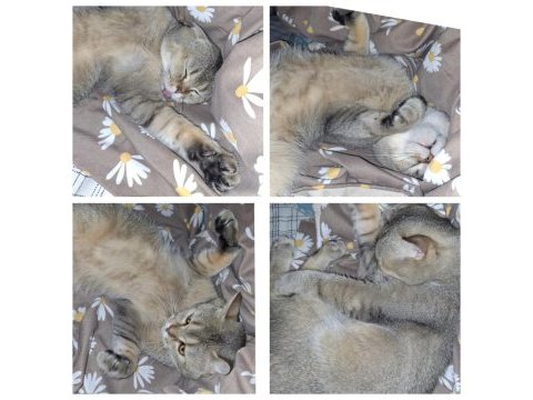 British shorthair golden yavrular