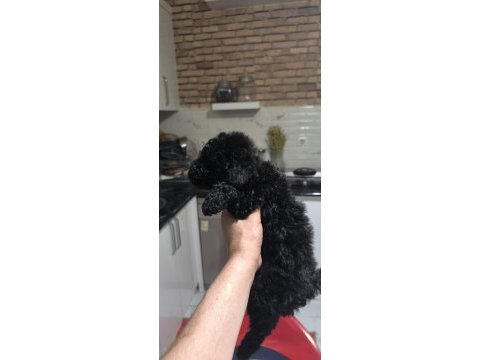 Poodle bebeğim özel renk blec reng