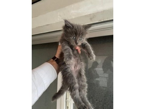 Maine coon kedi