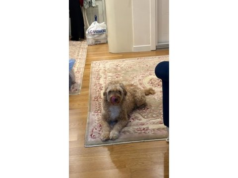 Maltipoo viski