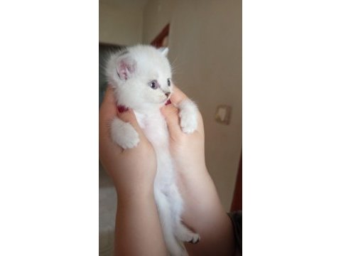British golden ve shorthair yavrularımız