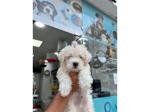 Maltese terrier köpeğimiz
