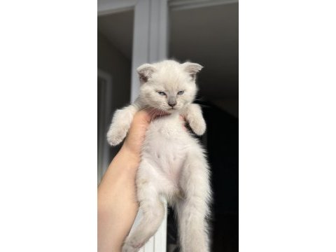 Dünyalar tatlısı çok sevecen scottish fold cinsi kedimiz