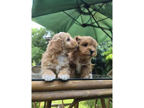 0 numara eğitimli maltipoo yavrularımız