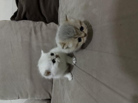 Bayram şeker kedilerim minik dostlarımız