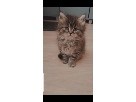 British longhair
