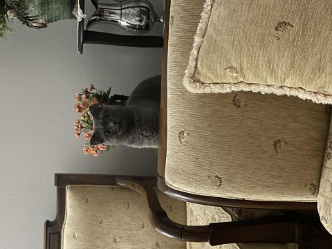 2,5 yaşında dişi british shorthair