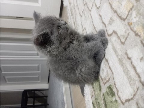 Yavru british shorthair