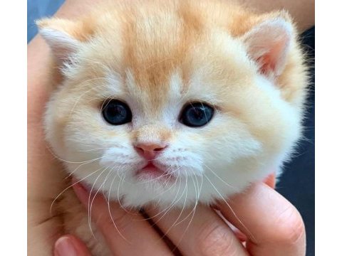 British shorthair ny12 golden