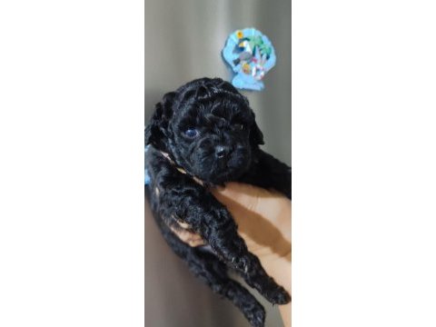 Siyahın en zarif hali poodle