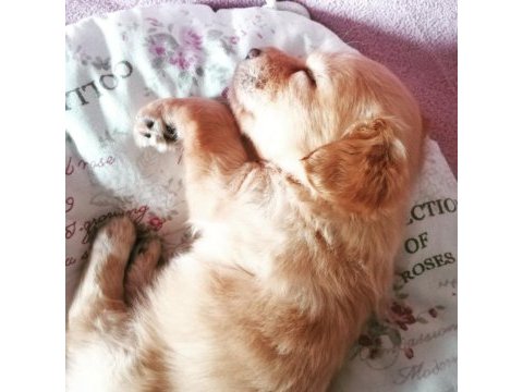 2.5 aylık maltipoo cinsi yavru köpek