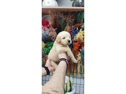 Baby face golden retriever bebekler