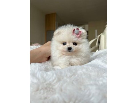 Muhteşem güzellik pomeranian köpekler