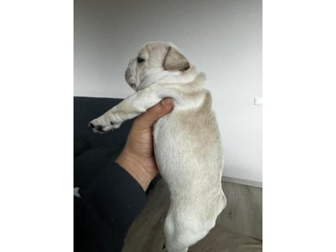 Masmavi gözlü bebek gibi french bulldog yavrular