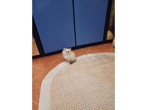 British shorthair bebekler