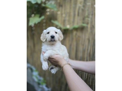 Bebek surat golden retriever erkek ve dişi yavrular
