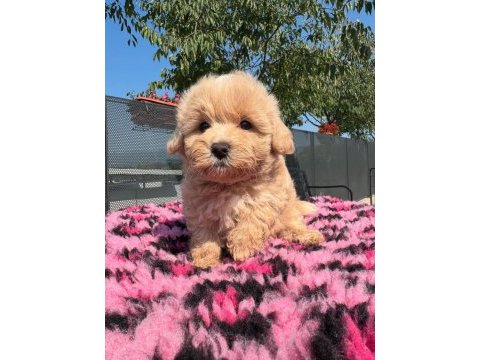 F2 maltipoo yavruları