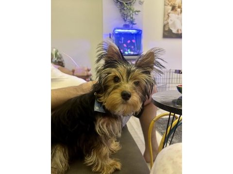 Yorkshire terrier 5 aylık